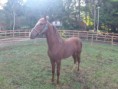/album/galeria-de-fotos-animais-a-venda/xingo-editado-jpg/